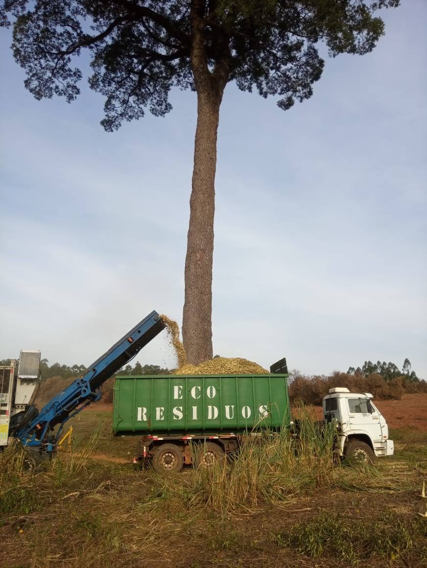 Árvore de grande porte sendo processada por triturador florestal, com carregamento de cavaco de madeira em caminhão da EcoResíduos.