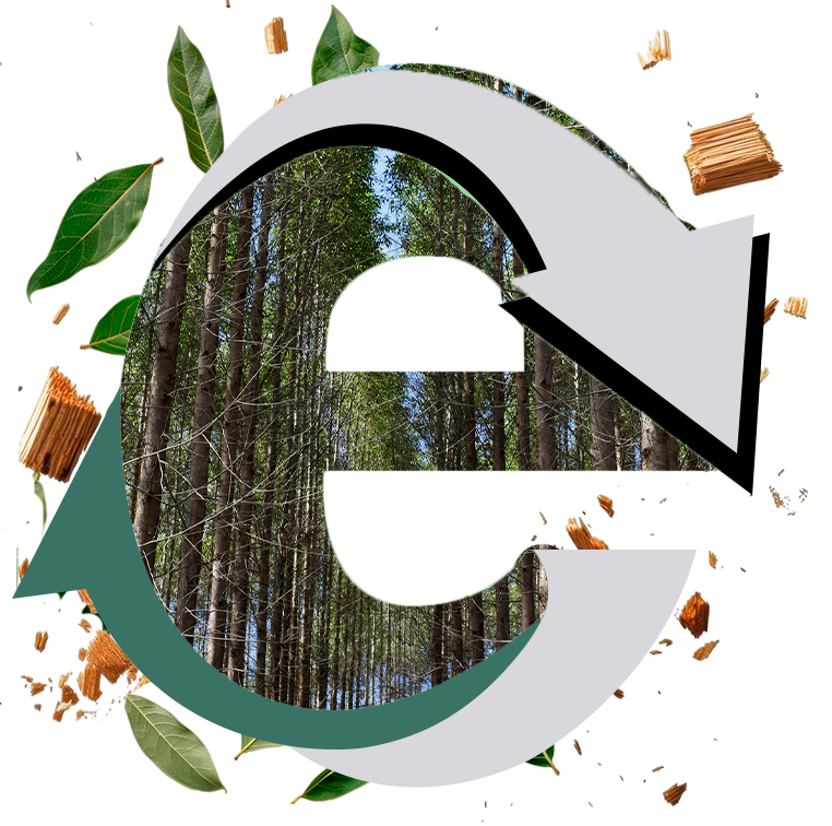 Símbolo de economia circular com floresta de eucalipto, folhas e cavacos de madeira, representando reciclagem, biomassa e aproveitamento de resíduos florestais.