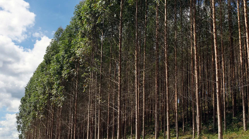 eucaliptos plantacao Plantação de eucalipto destinada ao manejo florestal e à produção de madeira para cavaco, biomassa e geração de energia renovável.