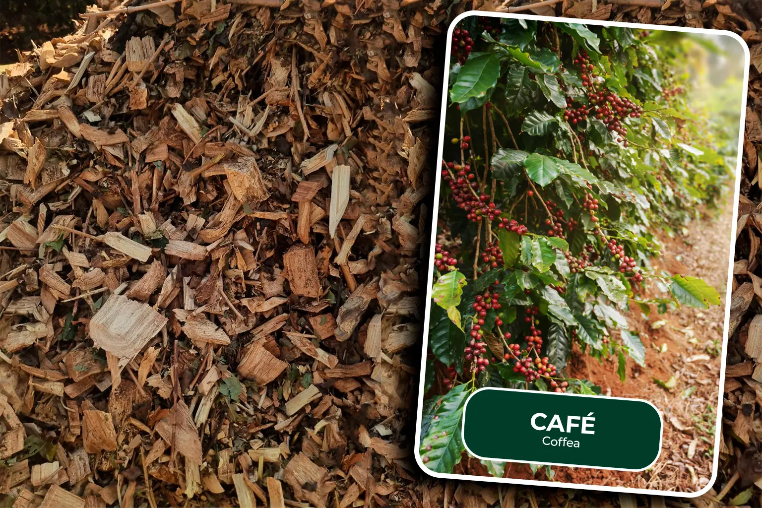 cavado de café card Cavaco de madeira proveniente da erradicação e renovação de cafezais, destinado ao aproveitamento como biomassa para geração de energia.