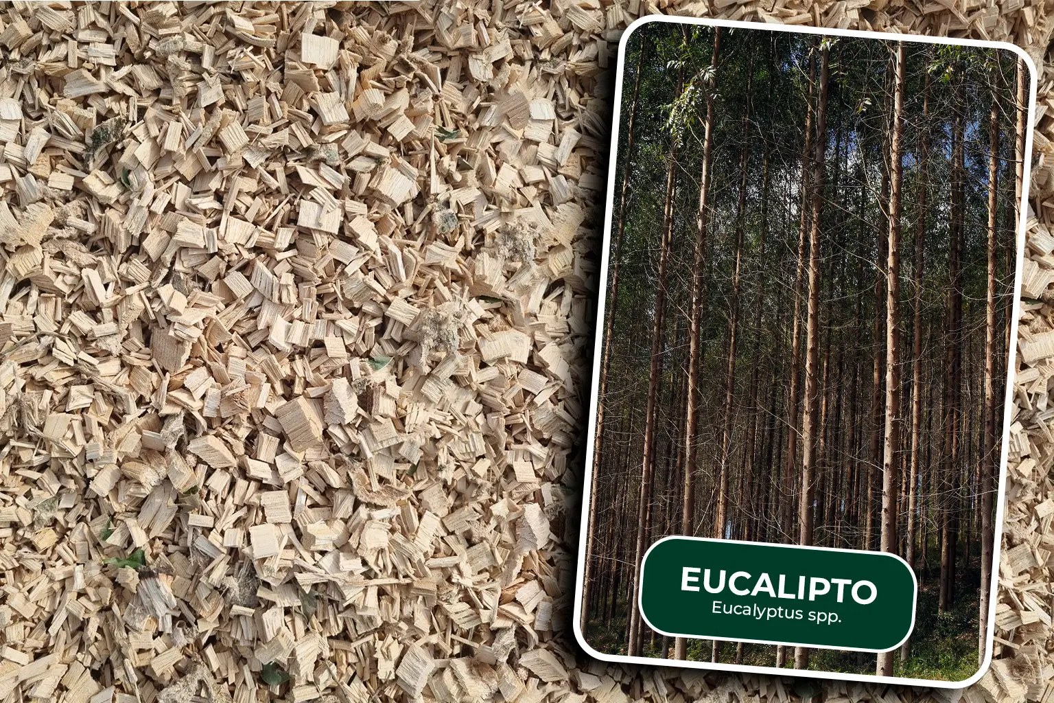 cavado de eucalipto card (1) Cavaco de madeira de eucalipto proveniente do manejo e processamento florestal, destinado à produção de biomassa e geração de energia térmica.
