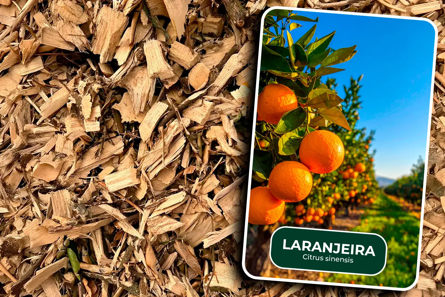 cavado de laranjeira card (1) Cavaco de madeira de laranjeira proveniente da erradicação e renovação de pomares cítricos, destinado ao aproveitamento como biomassa energética.