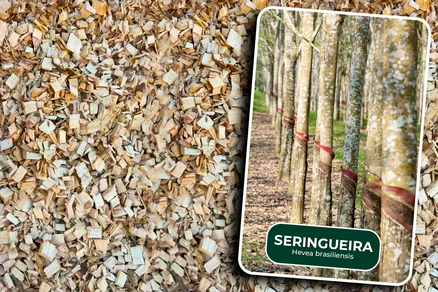 cavado de seringueira card Cavaco de madeira de seringueira proveniente da renovação e erradicação de seringais, destinado ao aproveitamento como biomassa energética.